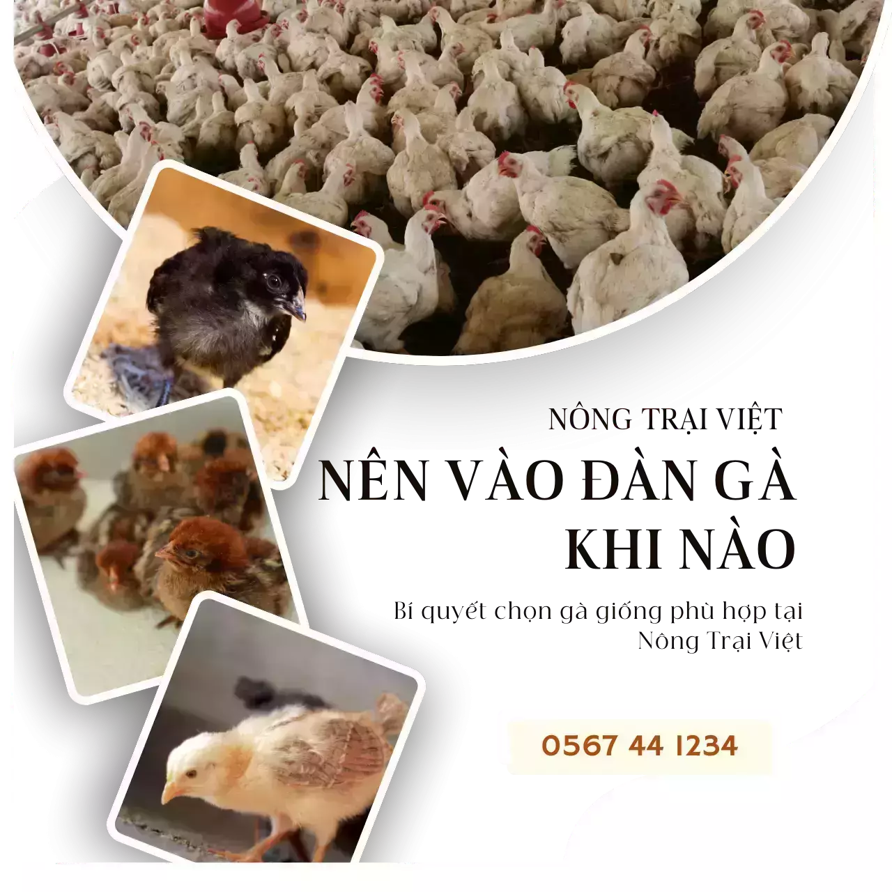 Nên vào đàn gà khi nào? Bí quyết chọn giống gà phù hợp - Nông Trại Việt