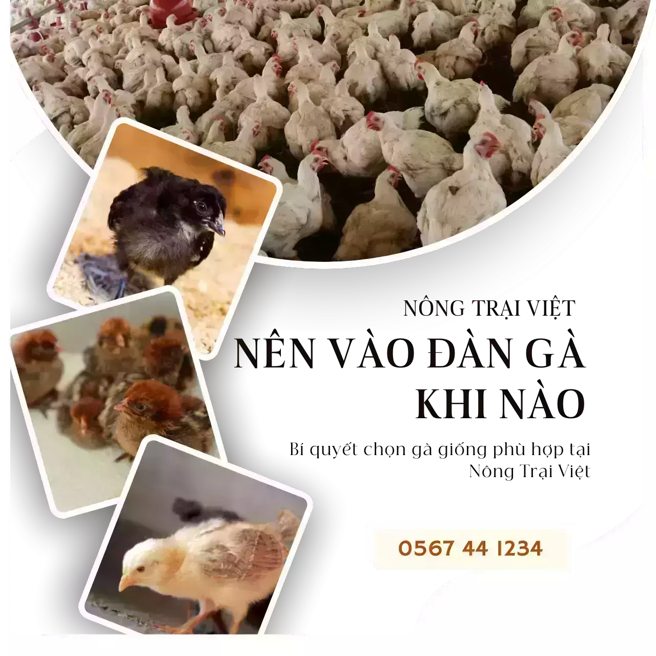 Nên vào đàn gà khi nào? Bí quyết chọn giống gà phù hợp - Nông Trại Việt