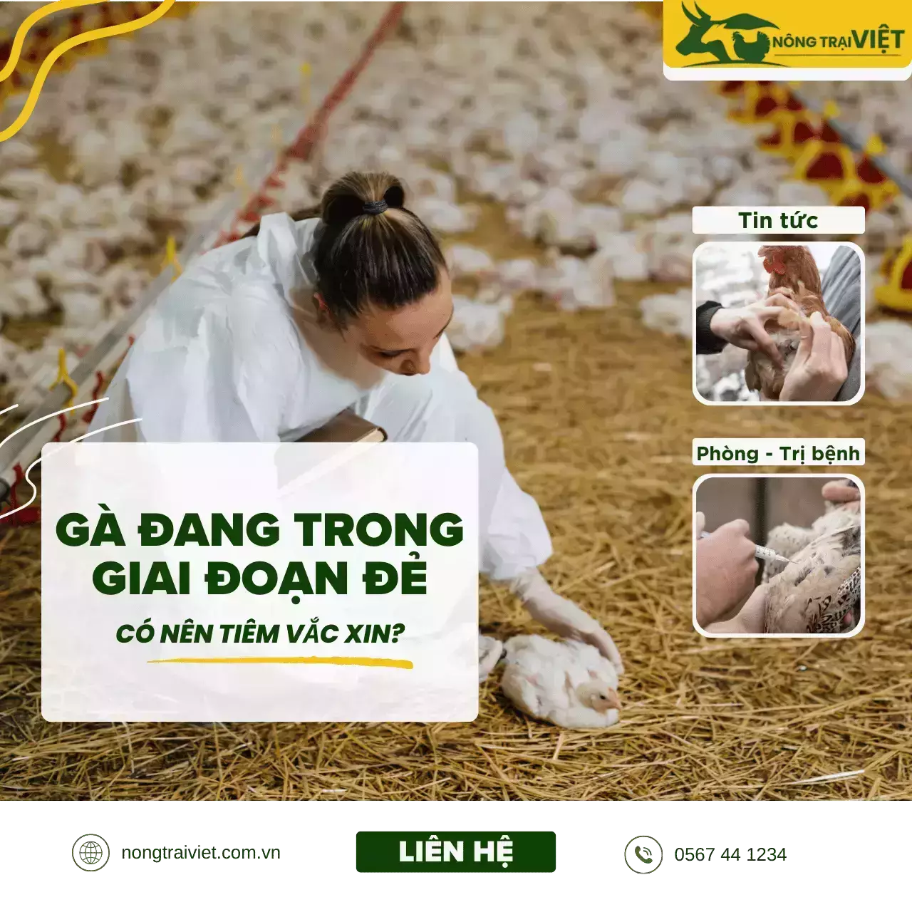 Có nên tiêm vắc xin khi gà đang sinh sản không?