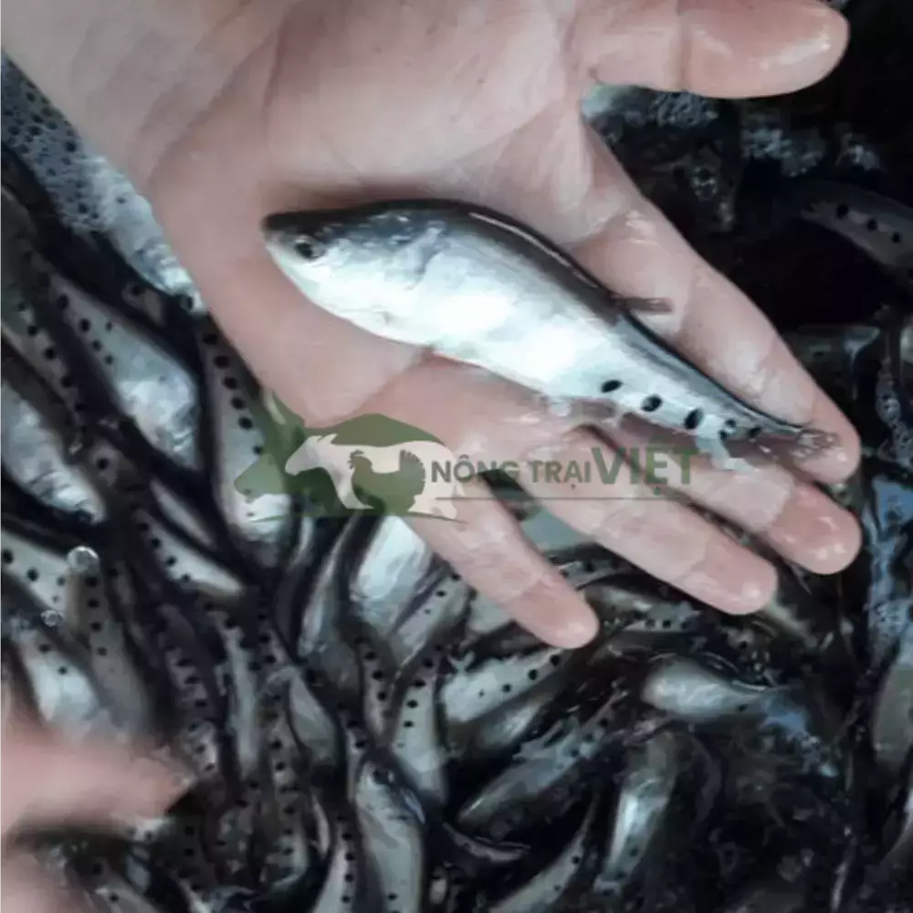 Cá thác lác cườm