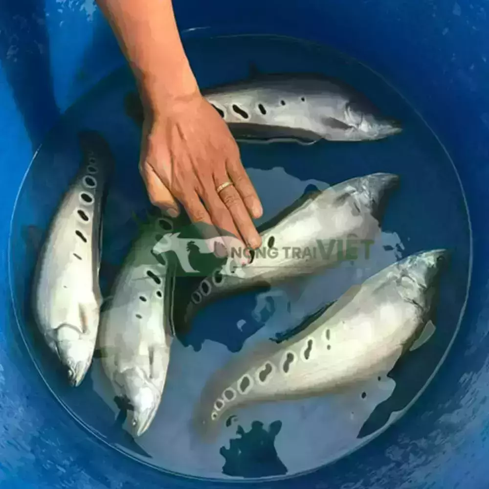 Cá thác lác cườm