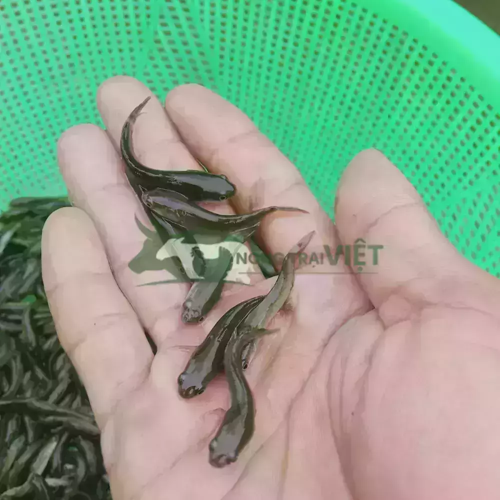 Cá lóc đầu nhím giống