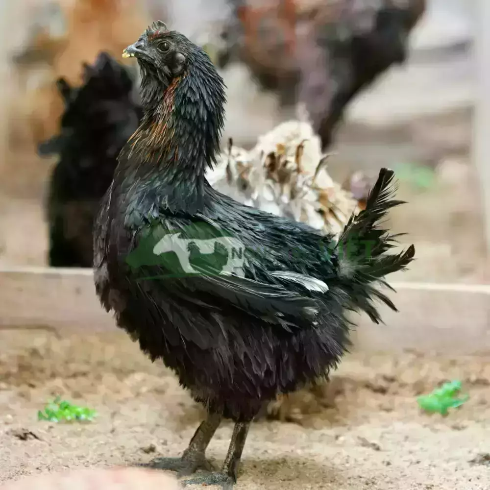 Gà H'Mông giống