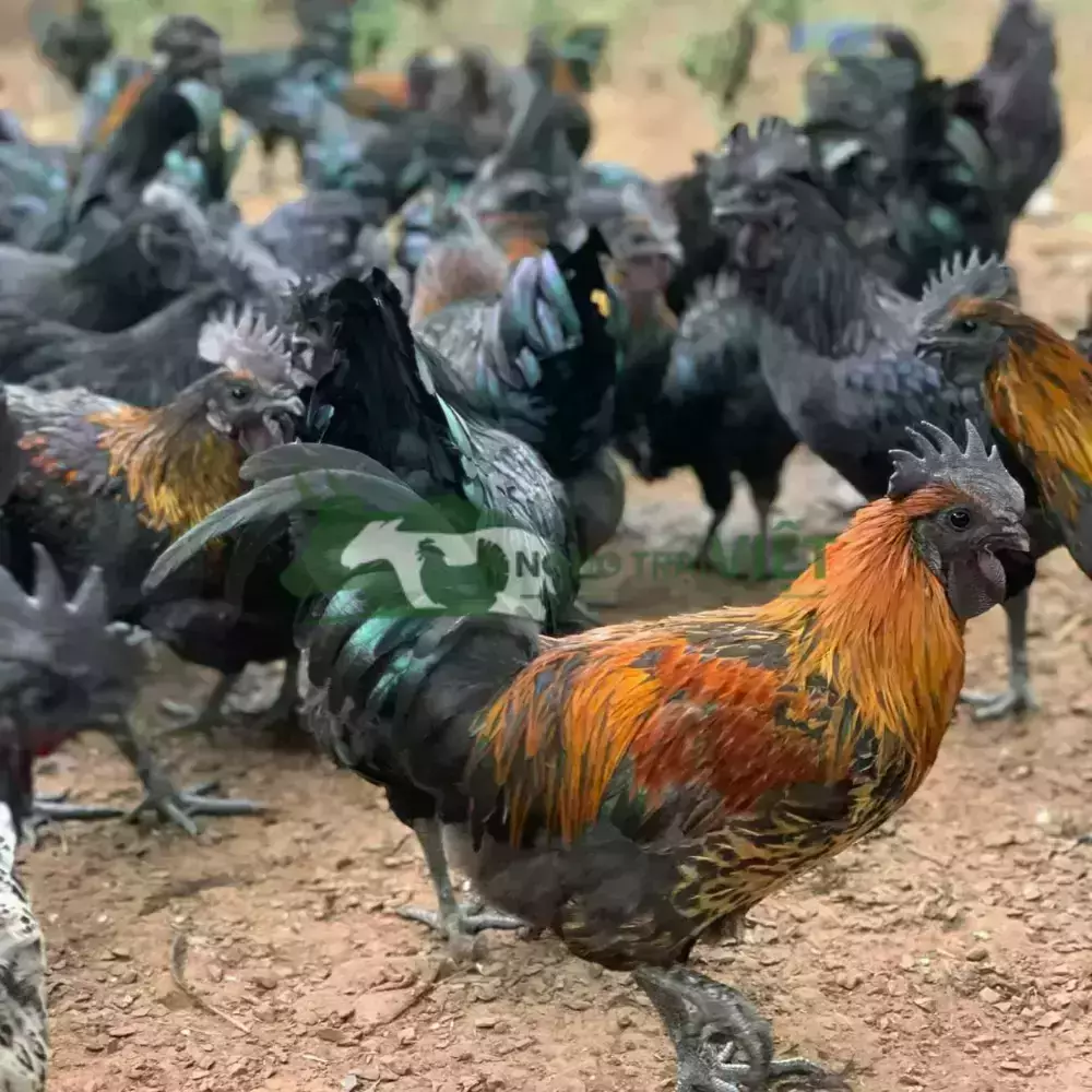 Gà H'Mông giống
