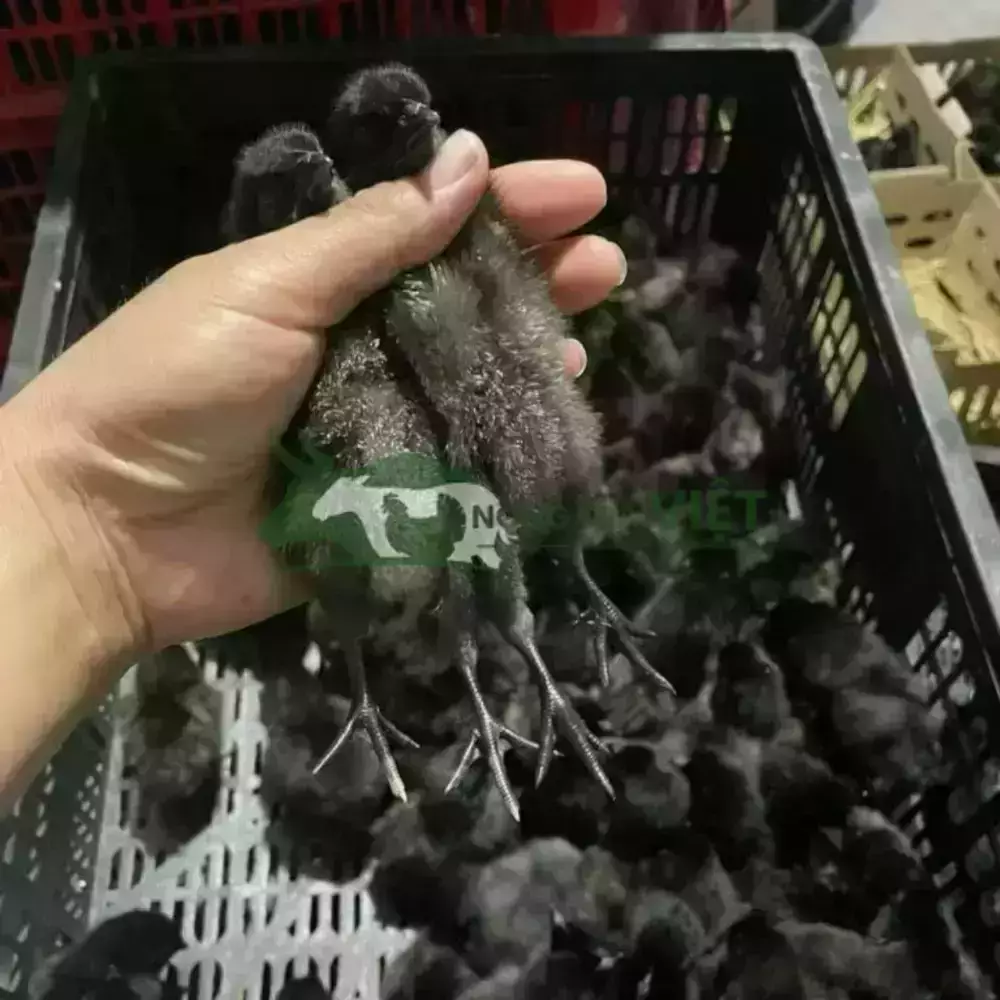 Gà H'Mông giống