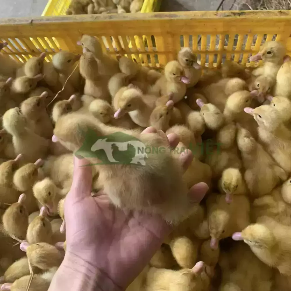 Vịt bầu lai bơ