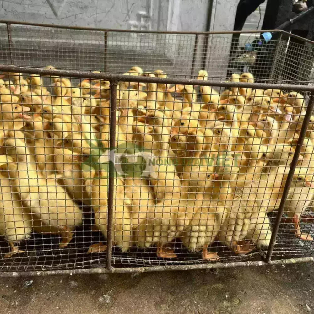 Vịt bầu lai bơ