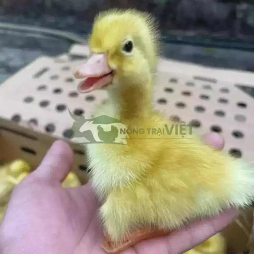 Vịt bầu lai bơ