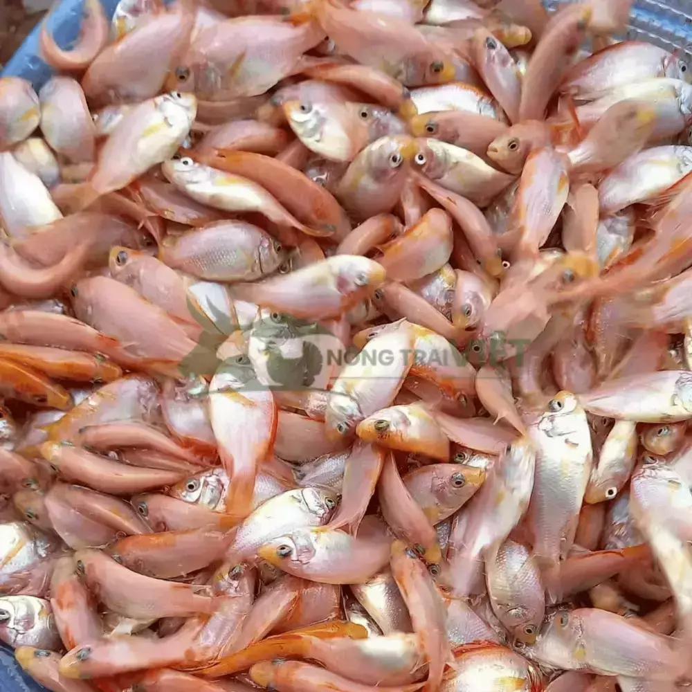 Cá diêu hồng