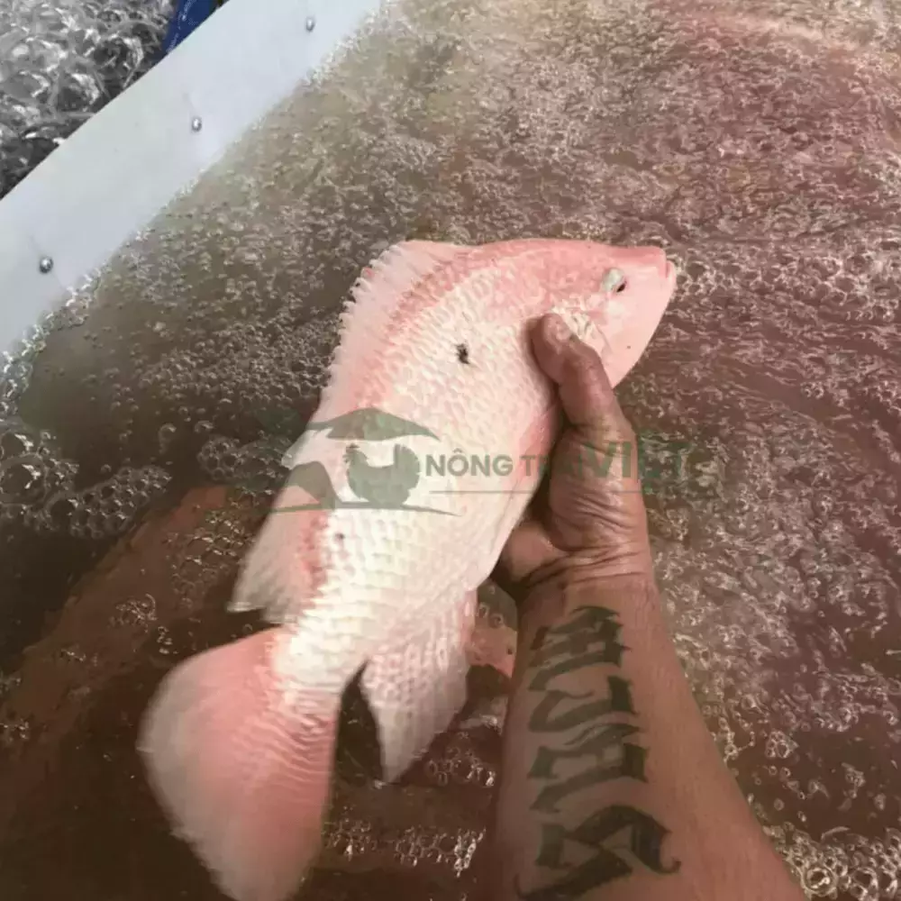 Cá diêu hồng