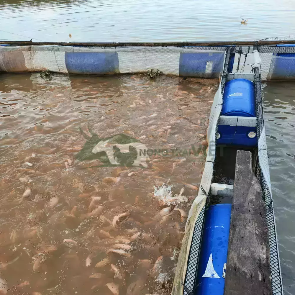 Cá diêu hồng