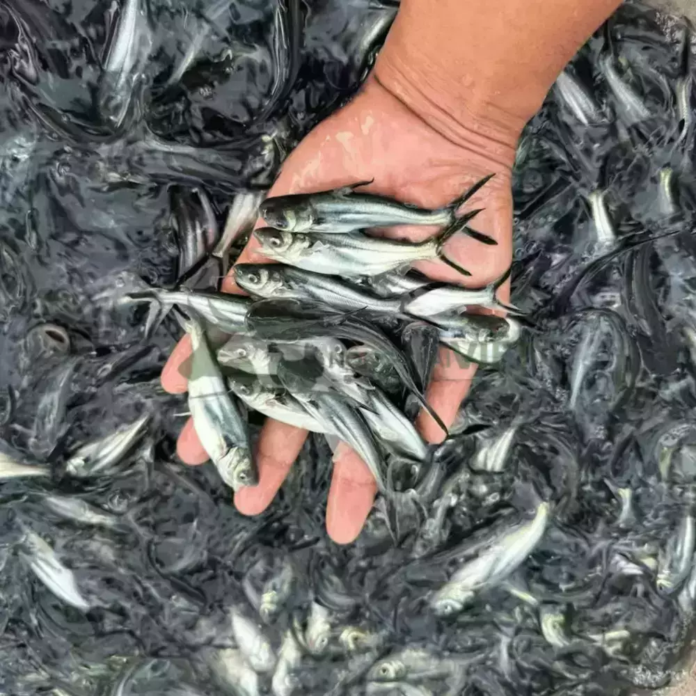 Cá tra giống