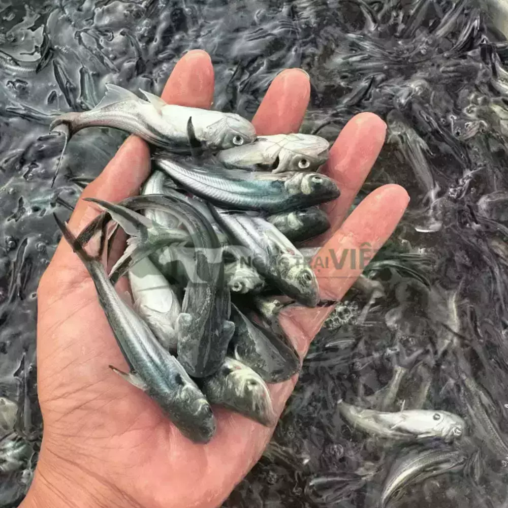 Cá tra giống