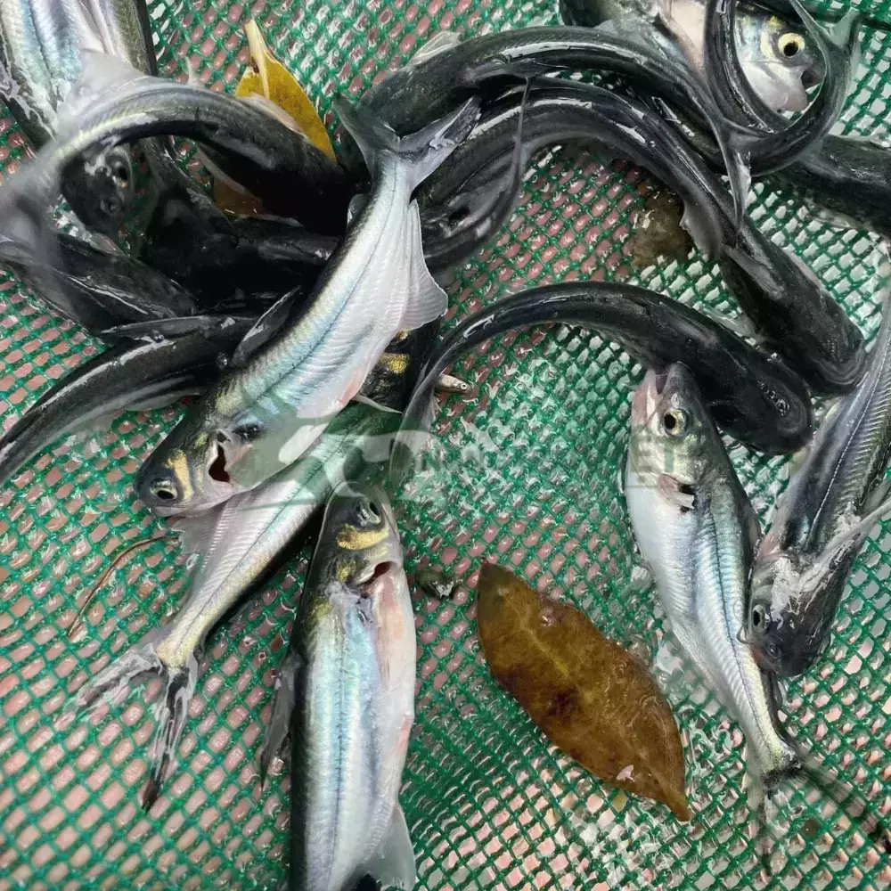 Cá tra giống