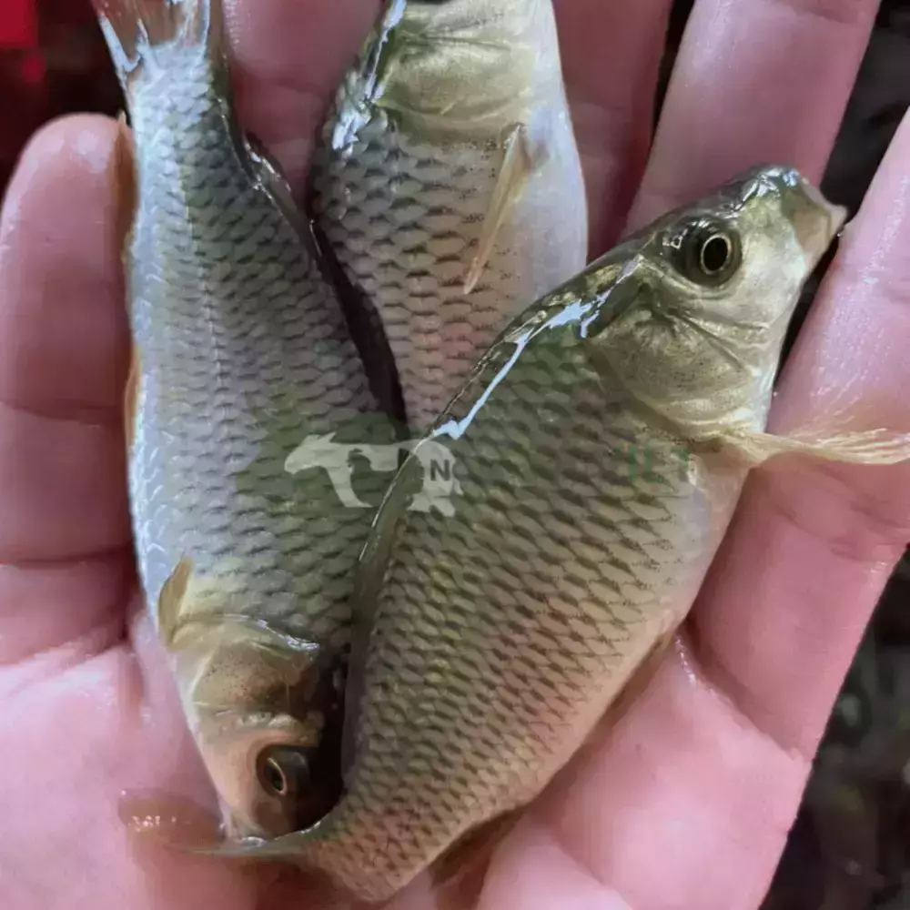 Cá chép giống