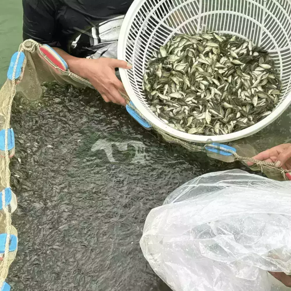 Cá chép giống