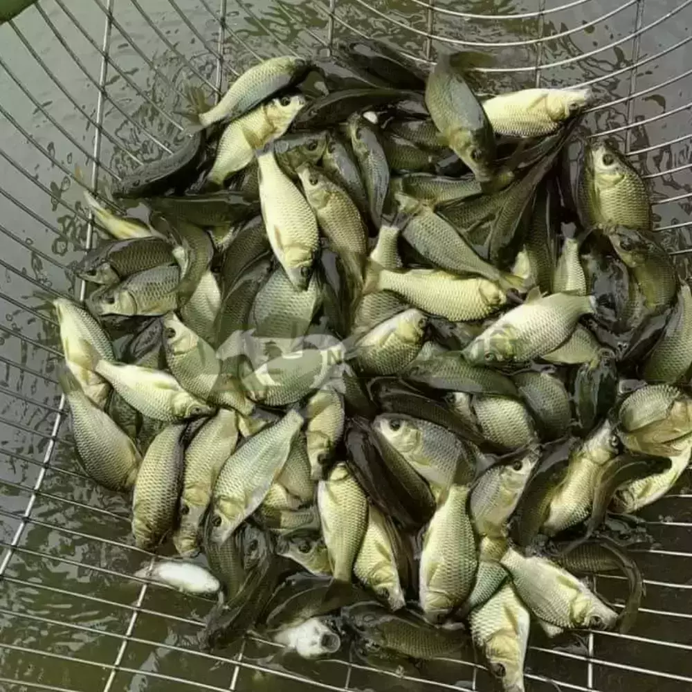 Cá chép giống