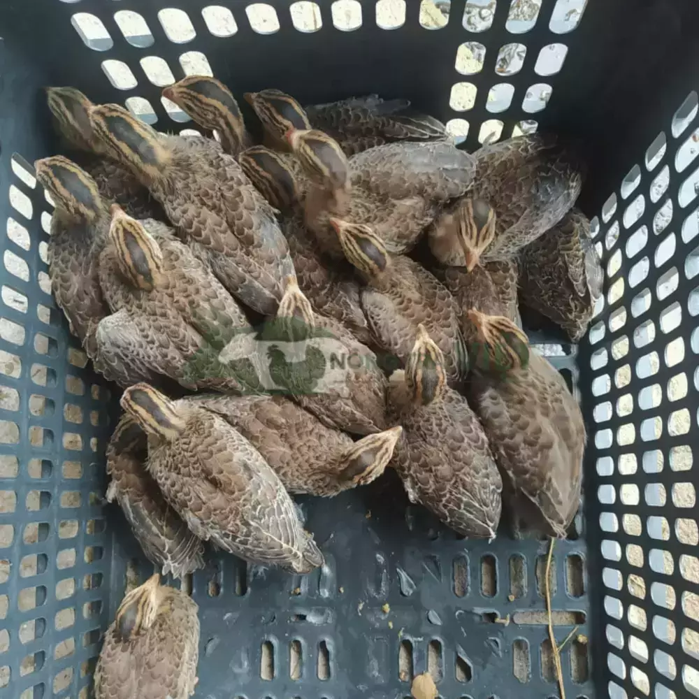 Gà sao giống