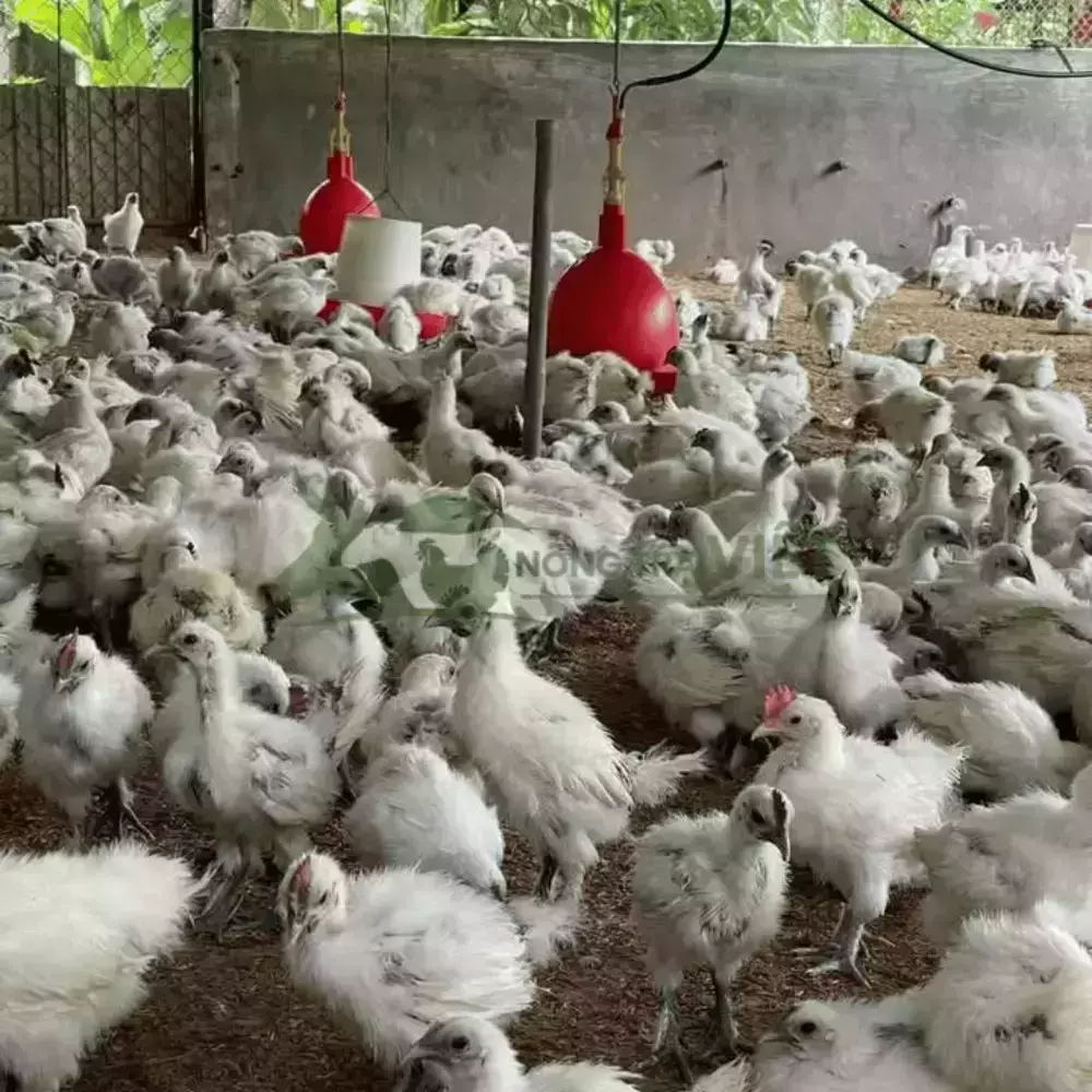 Gà Ác Giống