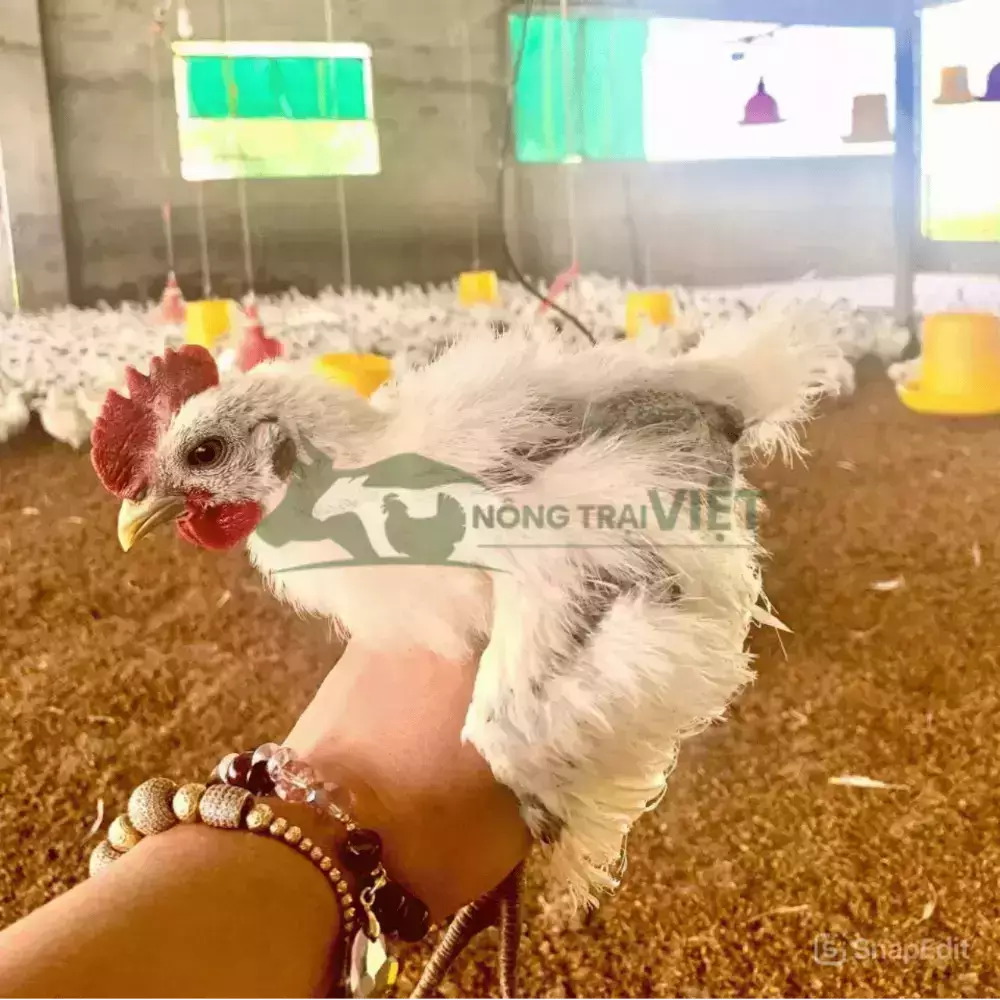Gà Ác Giống