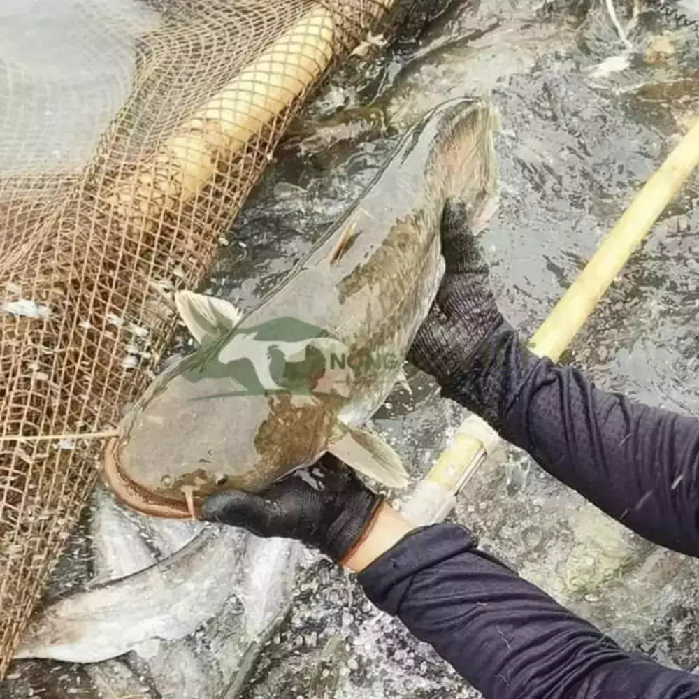 Cá Nheo Giống