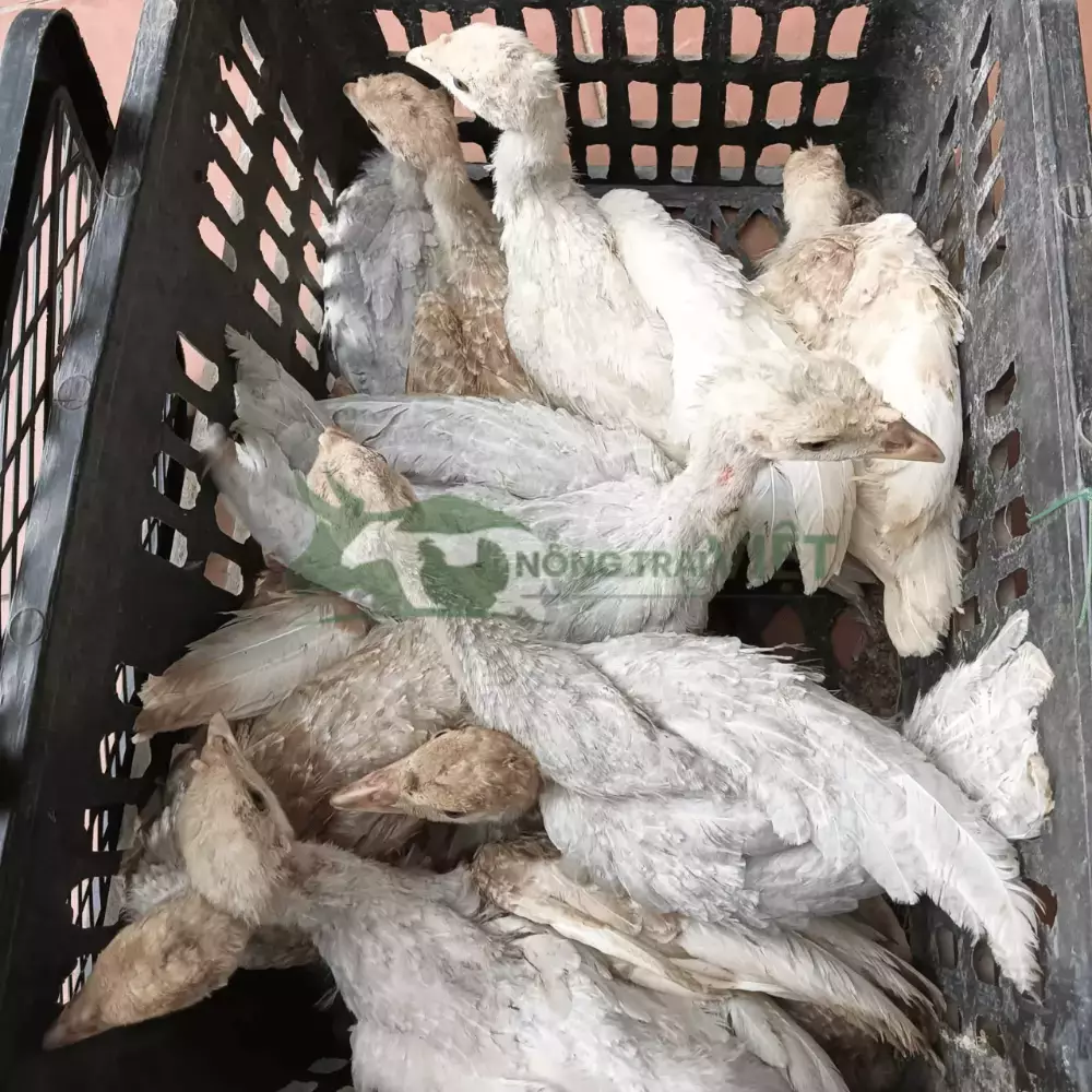 Gà tây giống