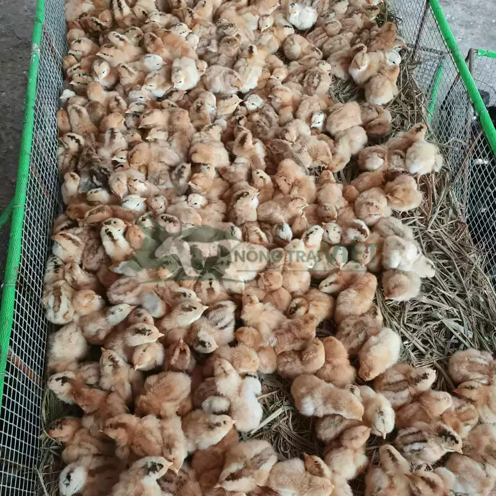 Gà Ri Lai 1/2