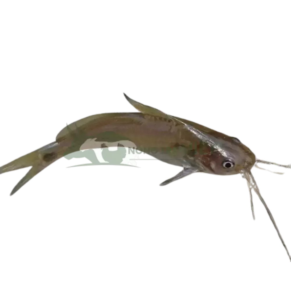 Cá chốt giống