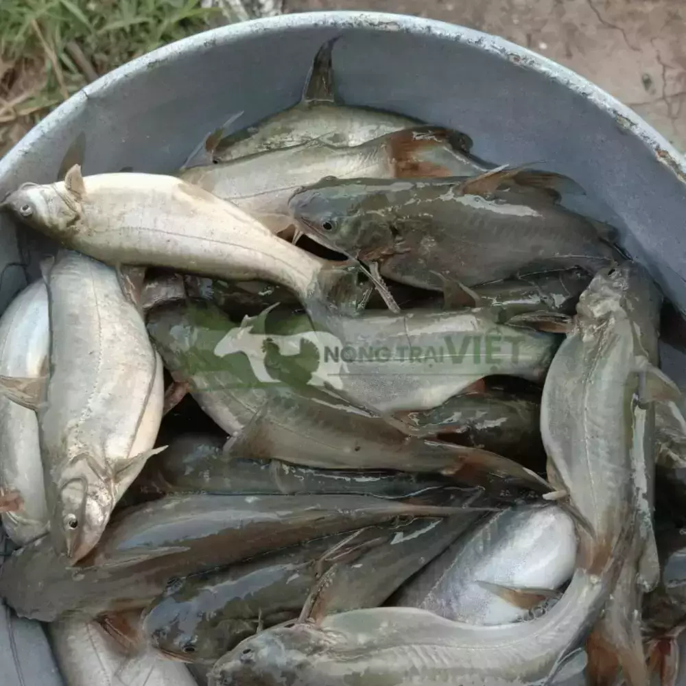Cá chốt giống