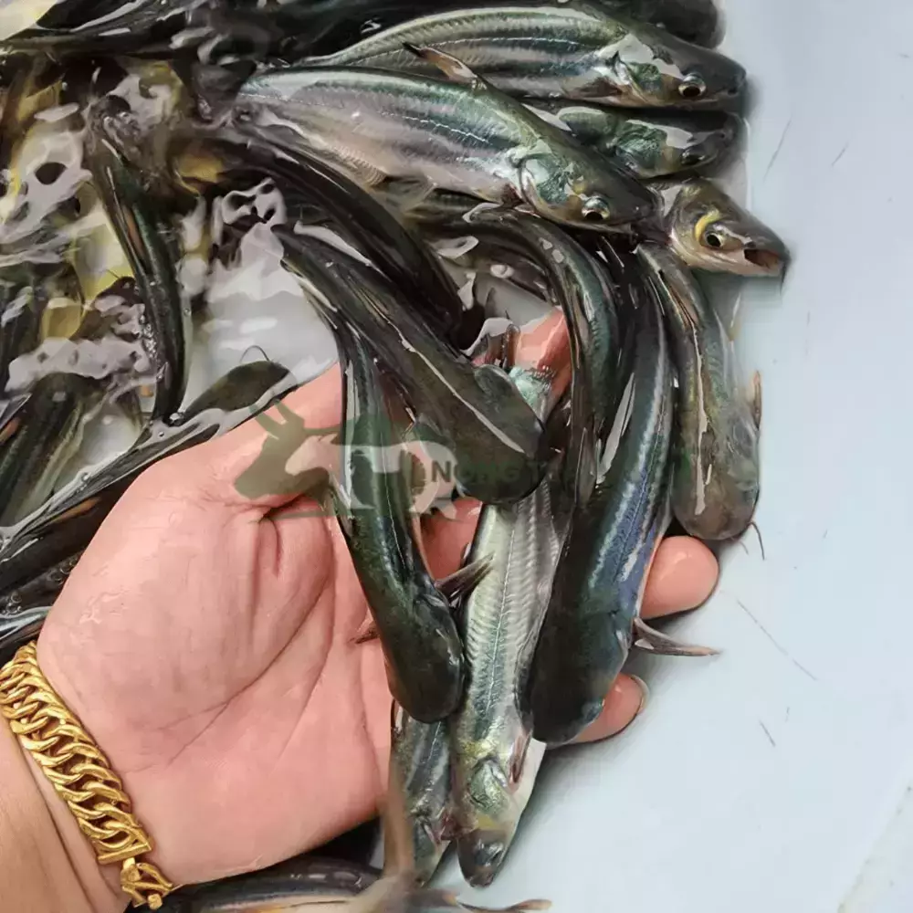 Cá Ba sa giống
