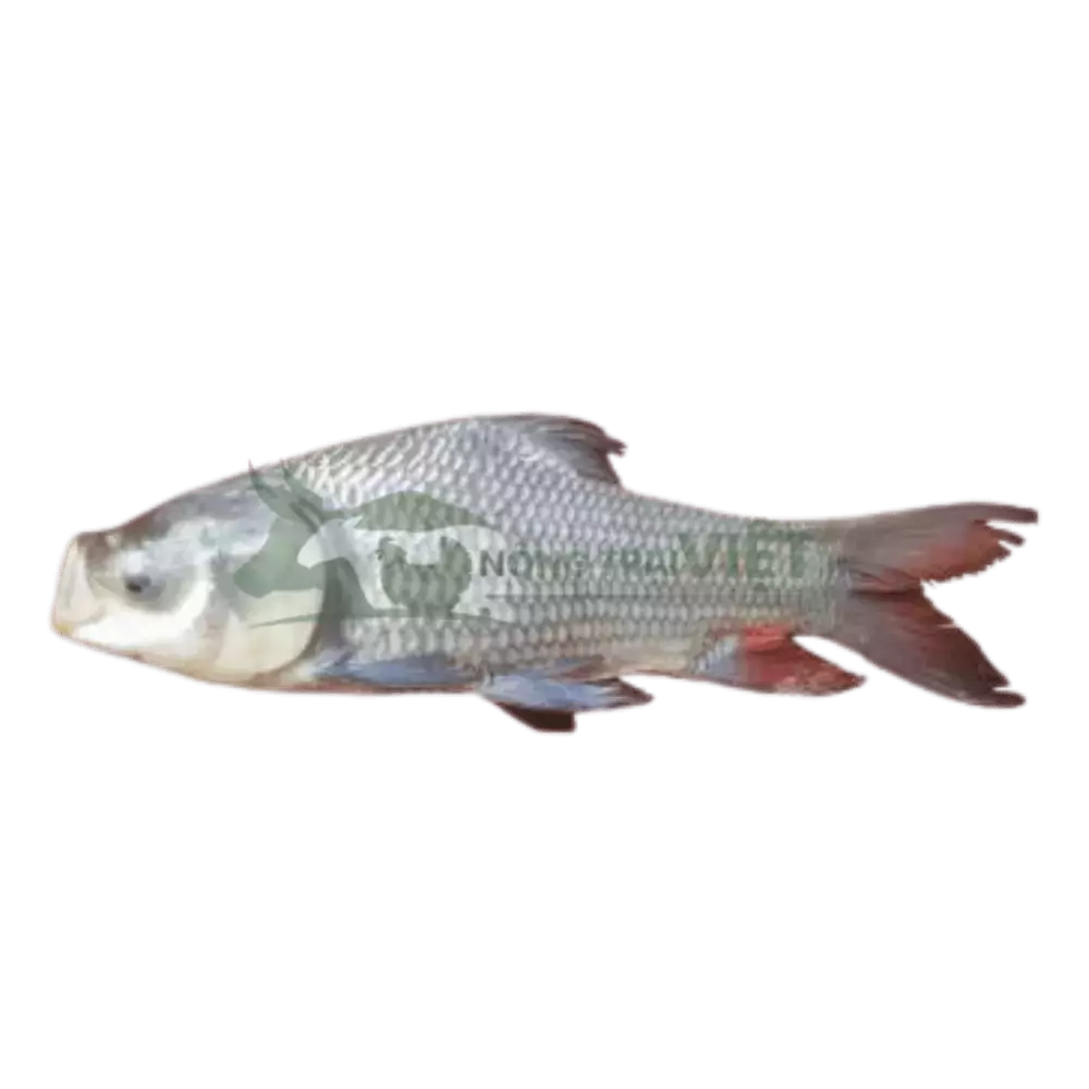 Cá hô giống