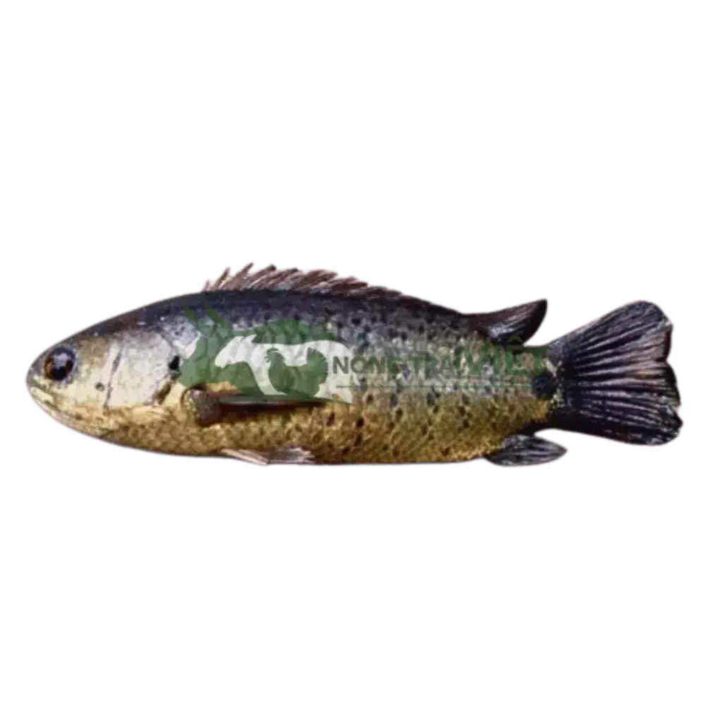 Cá rô đầu vuông