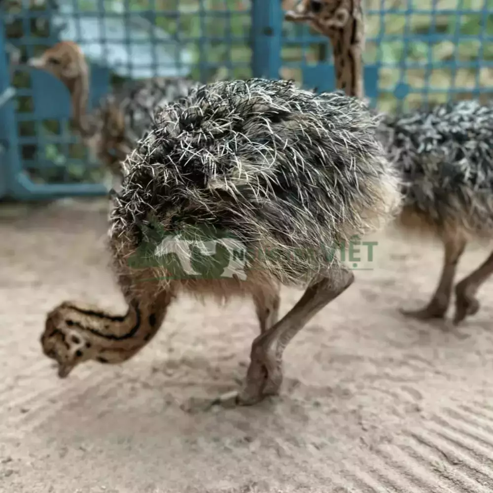 Đà điểu 1 tháng tuổi
