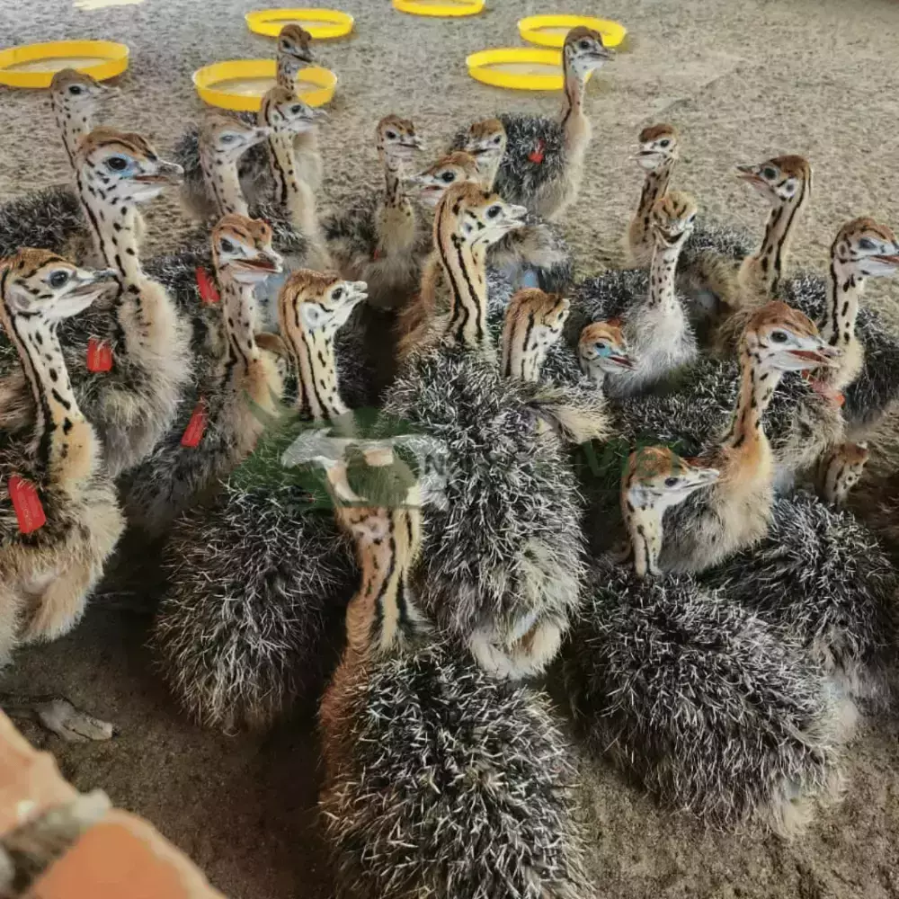 Đà điểu 1 tháng tuổi