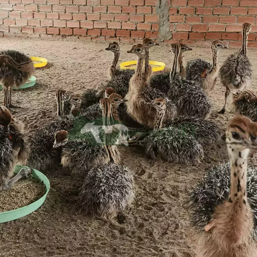 Đà điểu 1 tháng tuổi