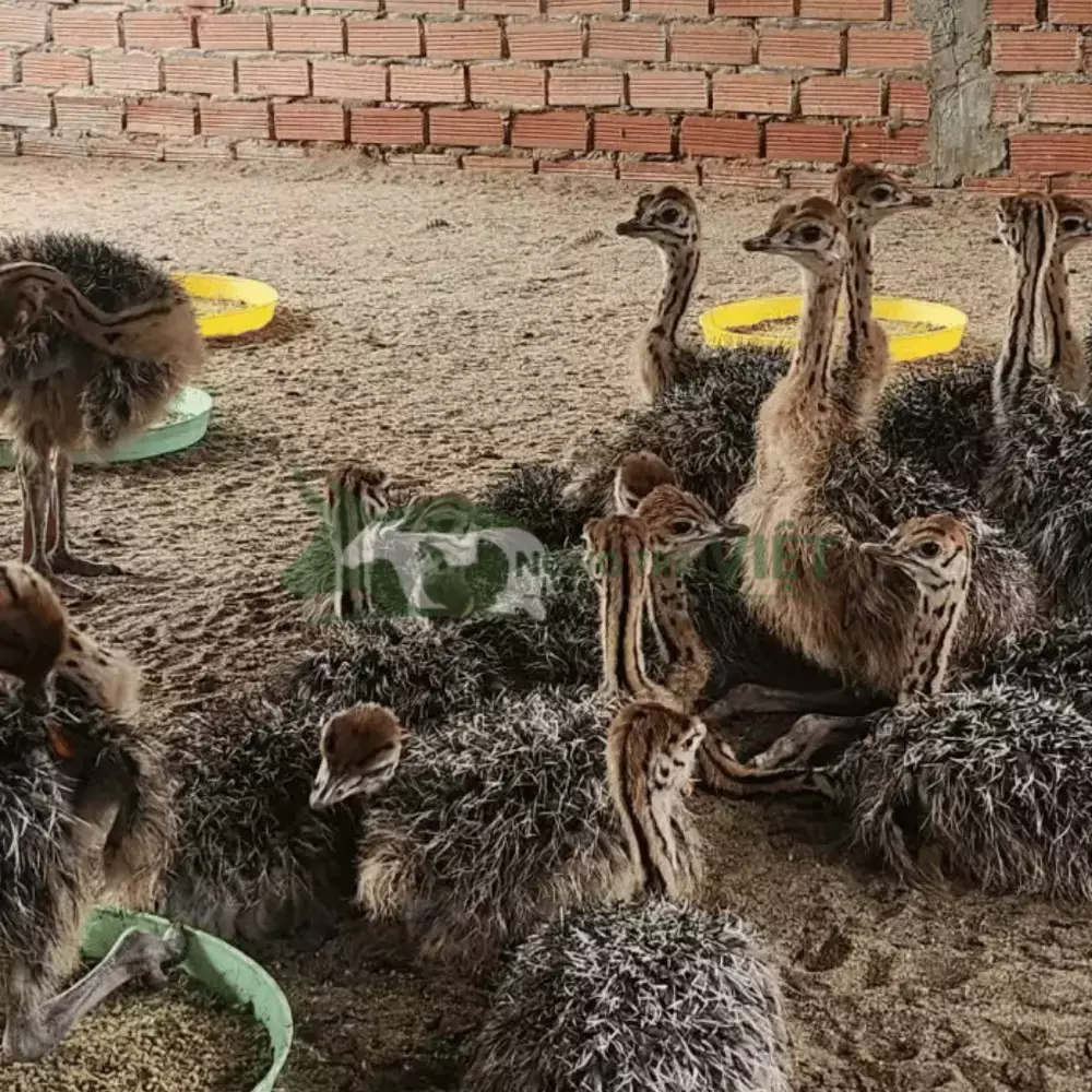 Đà điểu 2 tháng tuổi