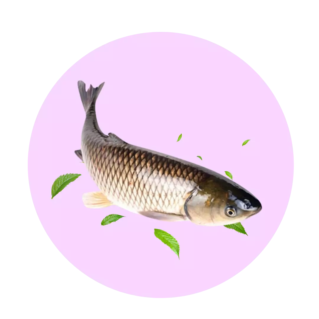 Cá Giống
